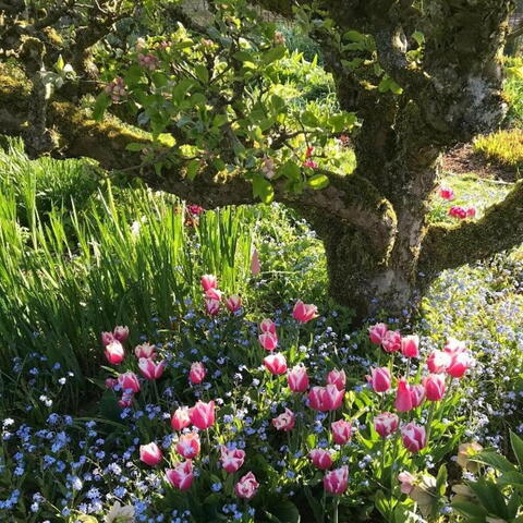 springtime flowers under a tree