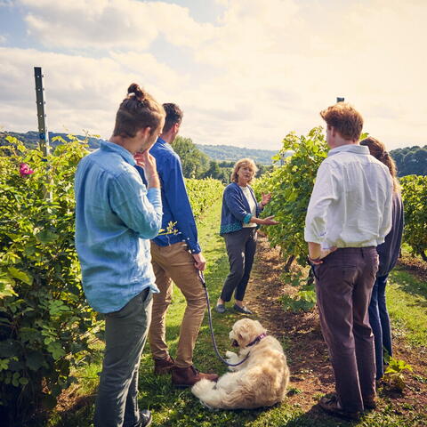 Wine tasters on tour of the vineyard