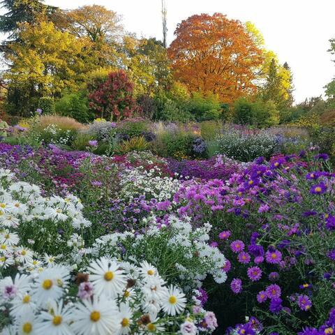 Flower garden at Picton