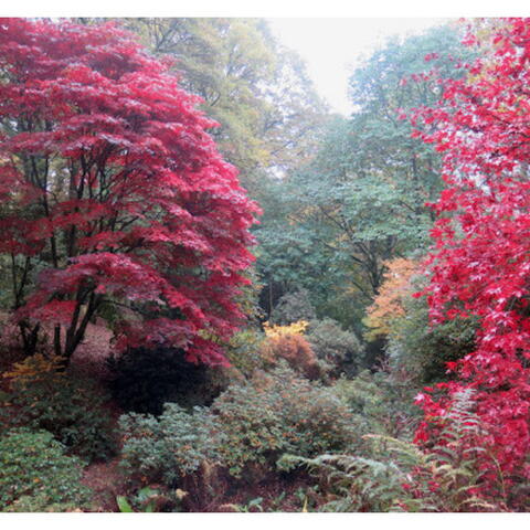 Hergest Croft Gardens