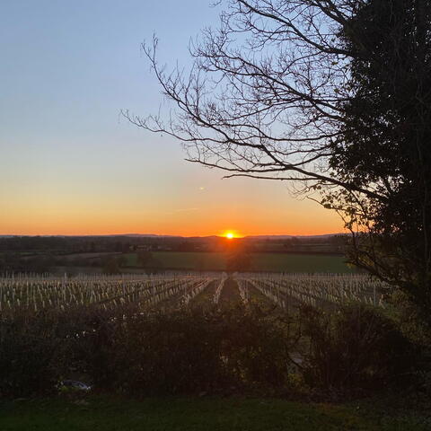 Sunset over vineyard