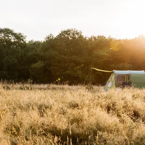 tent in field amongst golden grass with late afternoon sun shining through trees