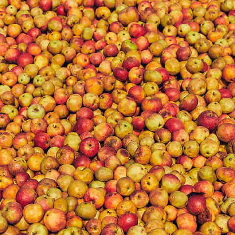 Cider apples