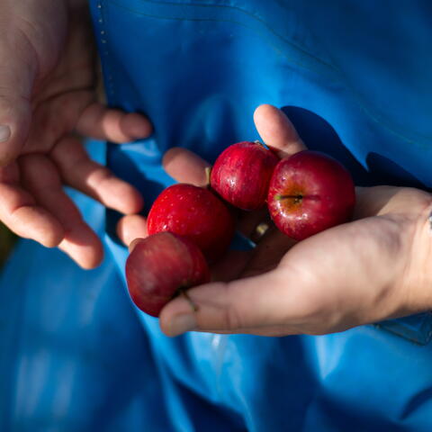 A handful of cider apples