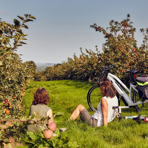 Cider Orchard