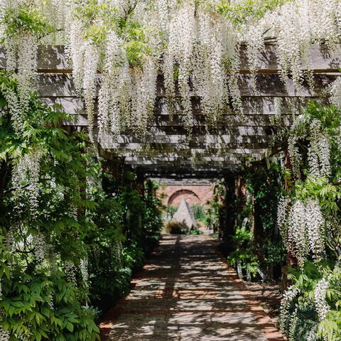 Wisteria arch at Brobury Gardens