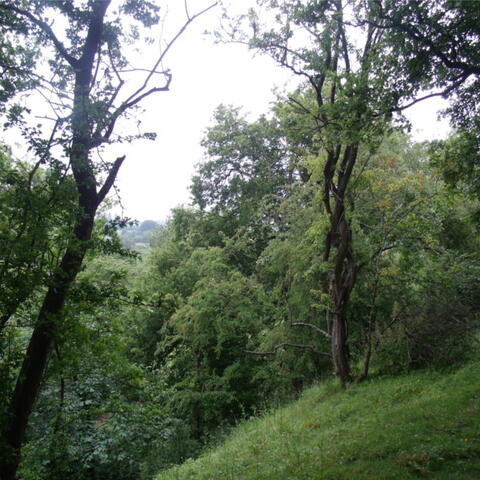 Risbury Hillfort
