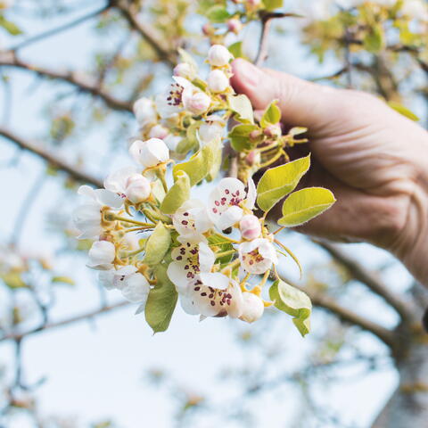 A person holding a blossom branch on a fruit tree. By Dann Chubb