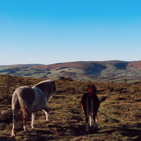 Ponies looking at hilly landscape
