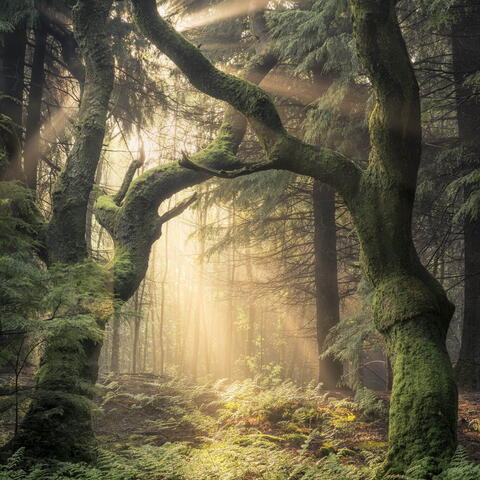 Woodland Scenery