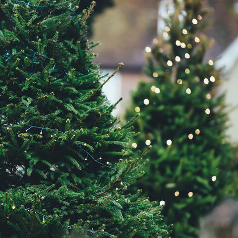 Christmas Tree