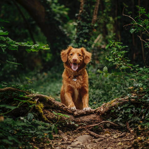 Dog in Woods