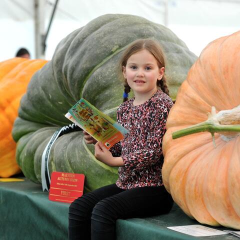 Girl sat in between two giant pumpkins