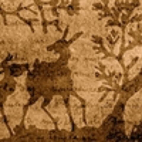 Deer on wood in the woods