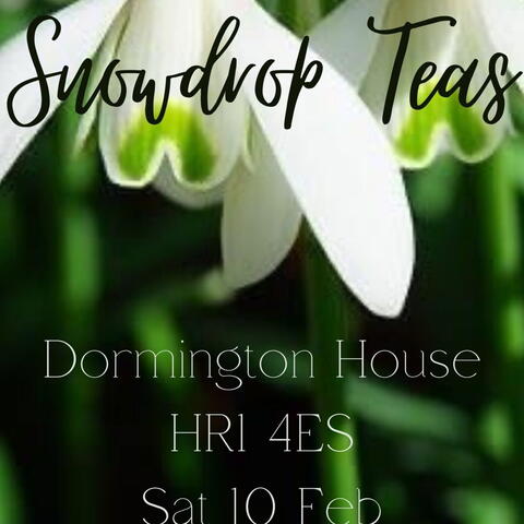 Snowdrops closeup