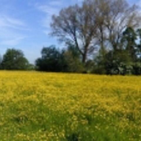 Meadow of yellow buttercups with trees