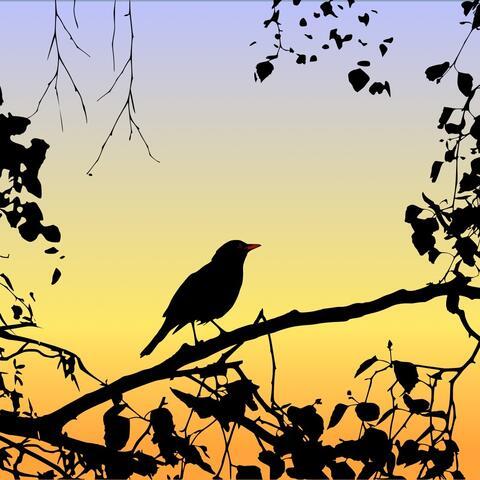 Blackbird in silhouette against sunrise 