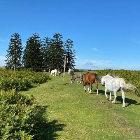 Ponies walking up a hill