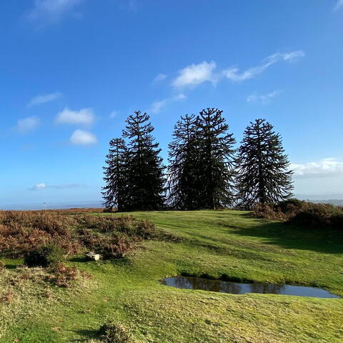 3 trees with Beautiful Views