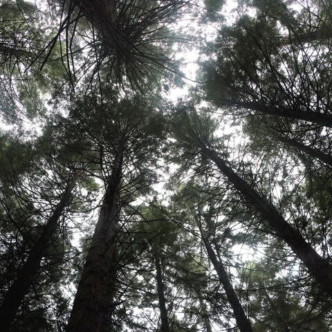 photo looking up at the sky through trees