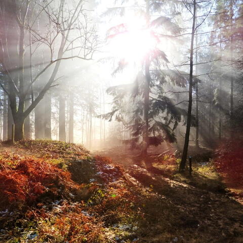 Misty light through trees