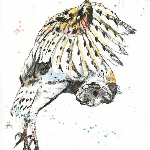 Barn Owl coloured etching print