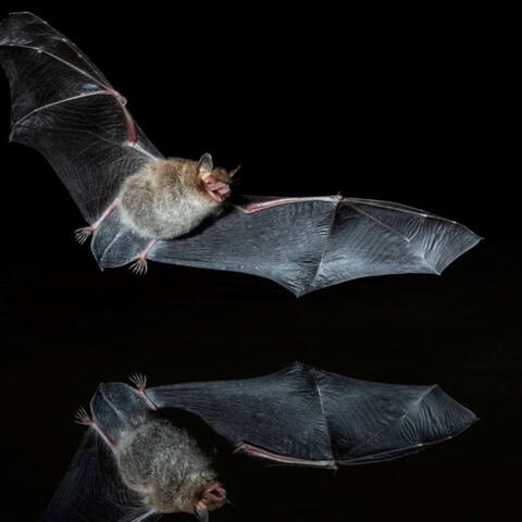 Large bat on the wing reflected in water