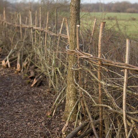 Hedge laying frame of woven branches