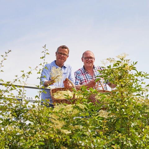 Elderflower harvest