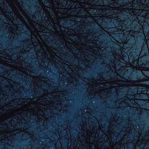 Starry sky through silhouetted canopy of leafless trees