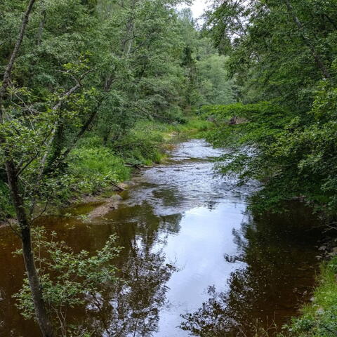 shallow river with trees hanging over either side