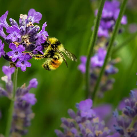 Close up photo of a bumble bee on small purple flowers
