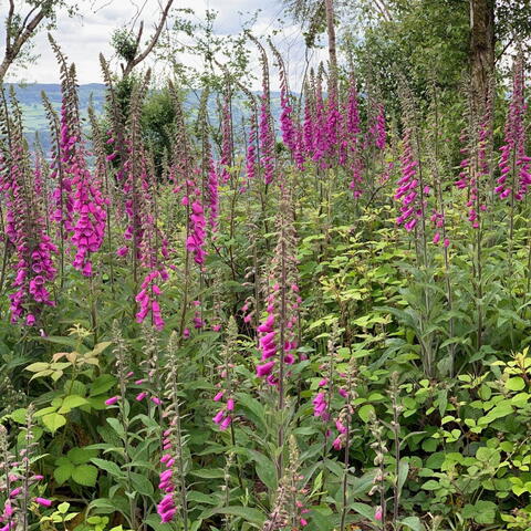 a field of foxgloves