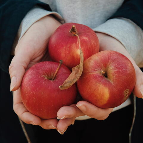 Apples in womans hand