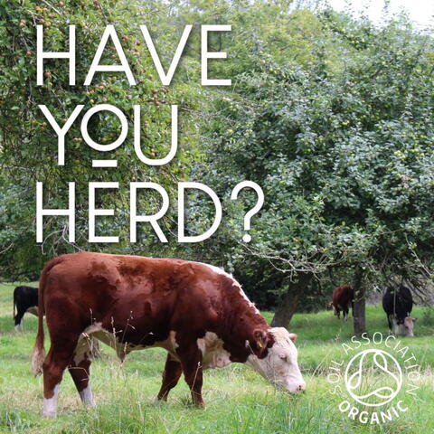 photo of a red and white Hereford cow in a field with 'Have you herd?' written in white