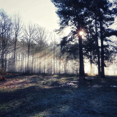 light passing through forest trees