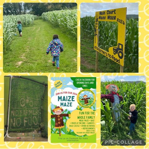 collage of images of people in a maize (corn) maze