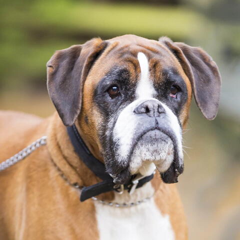 photo pf brown and white boxer dog