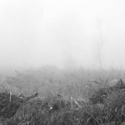 Monochrome image of woodland