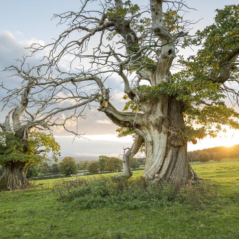 Very old tree in front of a sunset