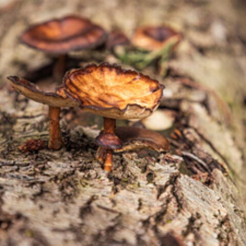 Close up of fungi on a log