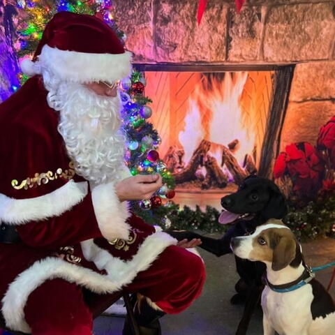 A dog meeting Santa in a grotto