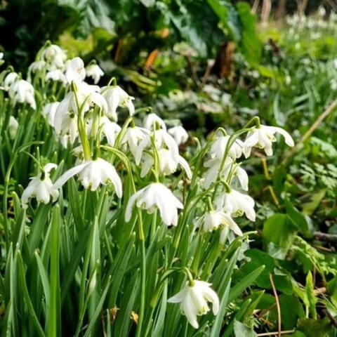 Snowdrops