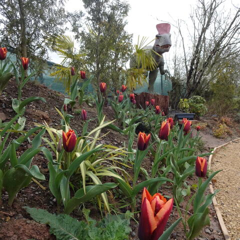 Dinosaur-Cryolophosaurus with tulips