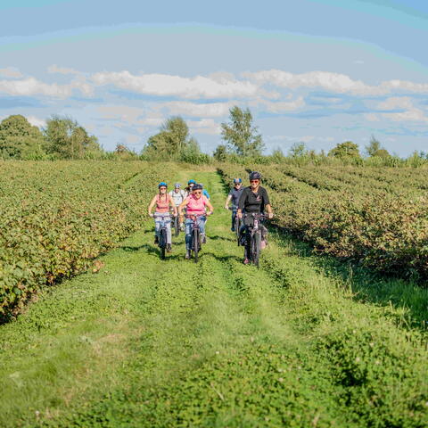 e-bike tour of vineyard