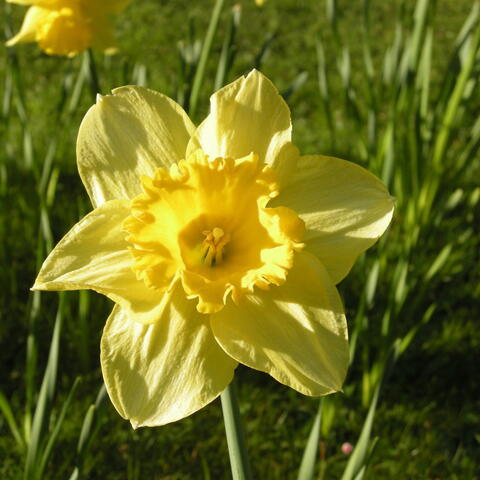 Blooming Bliss: Spring Flowers at the Old House Hereford