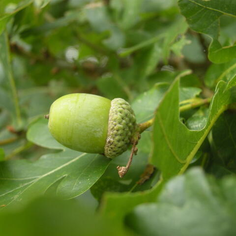 Oak Apple Day Trail at the Old House