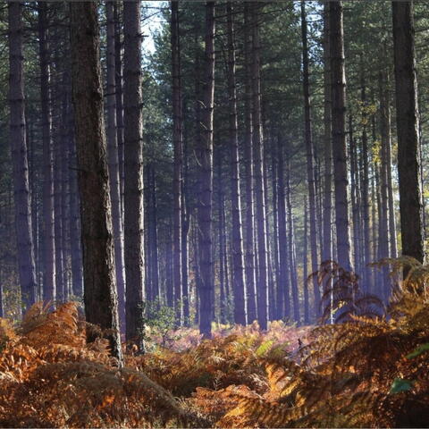 Flora & Fauna Photography Course