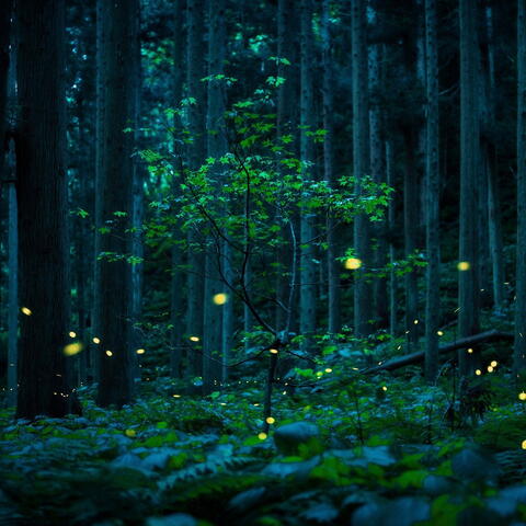 Earth Photo 2025