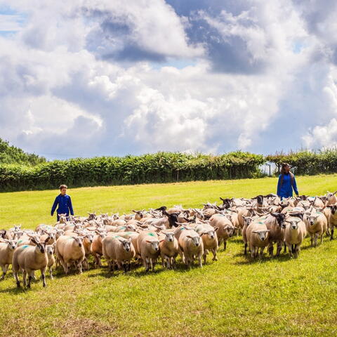 Jamie's Farm: Open Day